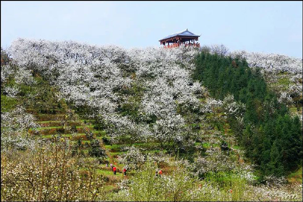 【春天，广西桂林灌阳县向您发出邀请！】我们在灌阳看梨花 - 游山玩水 - 泰安生活社区 - 泰安28生活网 ta.28life.net