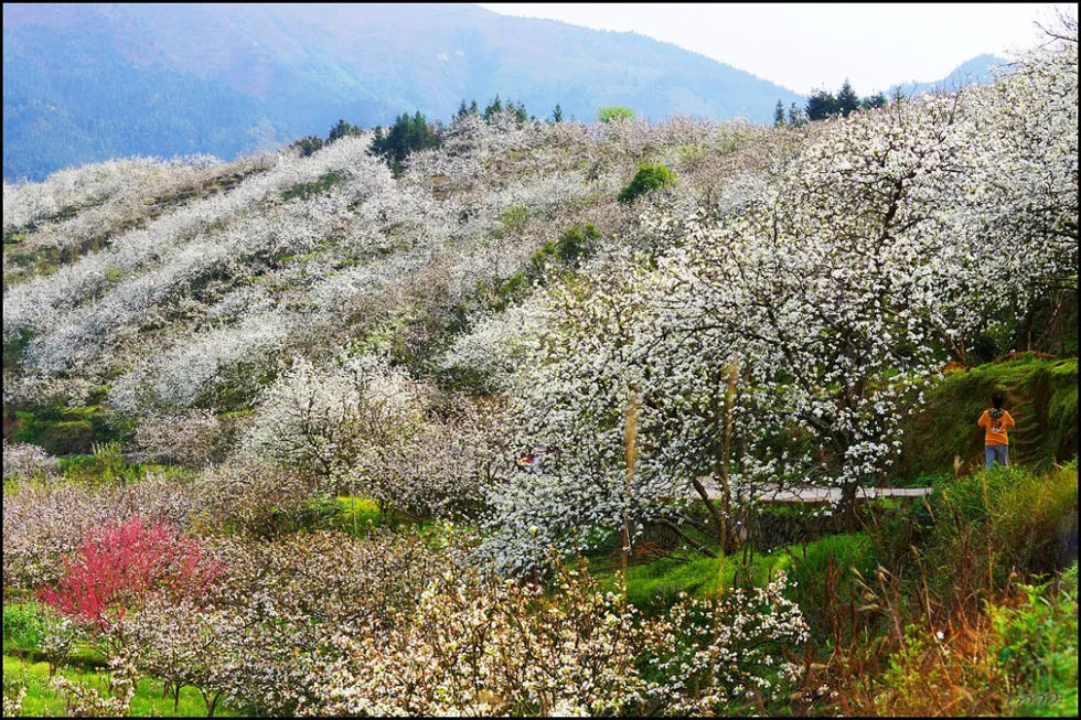 【春天，广西桂林灌阳县向您发出邀请！】我们在灌阳看梨花 - 游山玩水 - 泰安生活社区 - 泰安28生活网 ta.28life.net
