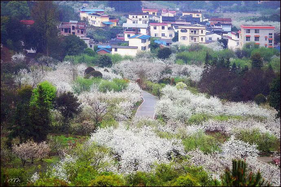 【春天，广西桂林灌阳县向您发出邀请！】我们在灌阳看梨花 - 游山玩水 - 泰安生活社区 - 泰安28生活网 ta.28life.net