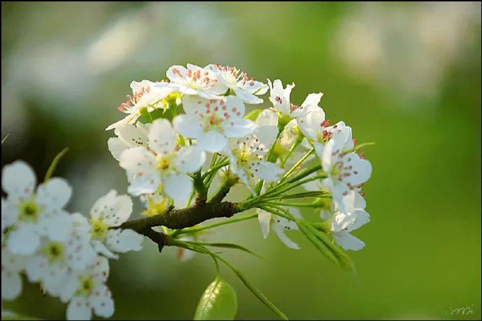 【春天，广西桂林灌阳县向您发出邀请！】我们在灌阳看梨花 - 游山玩水 - 泰安生活社区 - 泰安28生活网 ta.28life.net