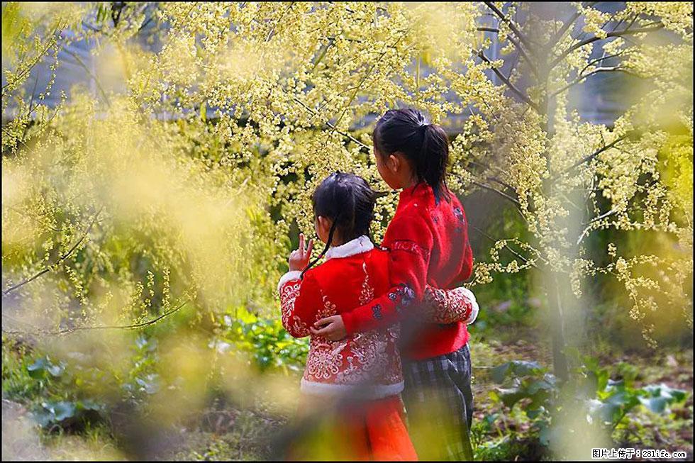 【春天，广西桂林灌阳县向您发出邀请！】米珠山前有片山苍子花在飘香 - 游山玩水 - 泰安生活社区 - 泰安28生活网 ta.28life.net