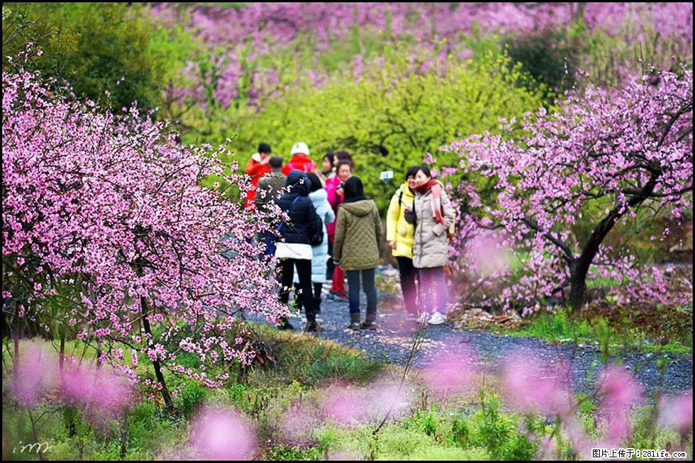 【春天，广西桂林灌阳县向您发出邀请！】官庄村有个醉美的桃花园 - 游山玩水 - 泰安生活社区 - 泰安28生活网 ta.28life.net