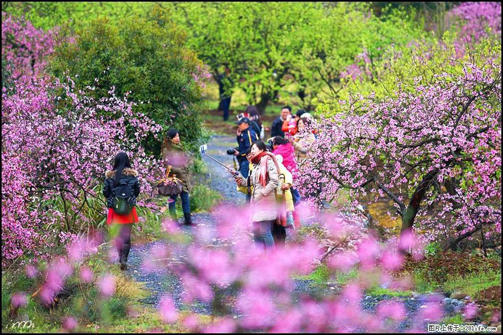 【春天，广西桂林灌阳县向您发出邀请！】官庄村有个醉美的桃花园 - 游山玩水 - 泰安生活社区 - 泰安28生活网 ta.28life.net