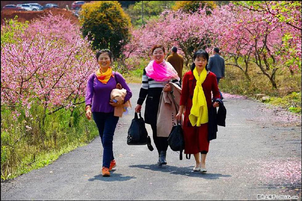 【春天，广西桂林灌阳县向您发出邀请！】官庄村有个醉美的桃花园 - 游山玩水 - 泰安生活社区 - 泰安28生活网 ta.28life.net