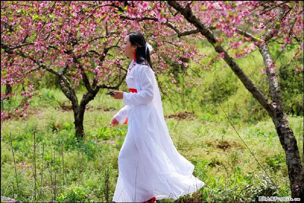 【春天，广西桂林灌阳县向您发出邀请！】官庄村有个醉美的桃花园 - 游山玩水 - 泰安生活社区 - 泰安28生活网 ta.28life.net
