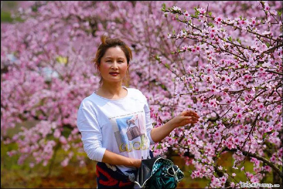 【春天，广西桂林灌阳县向您发出邀请！】官庄村有个醉美的桃花园 - 游山玩水 - 泰安生活社区 - 泰安28生活网 ta.28life.net
