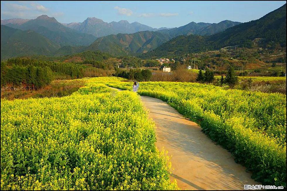 【春天，广西桂林灌阳县向您发出邀请！】长坪村油菜盛情花开 - 游山玩水 - 泰安生活社区 - 泰安28生活网 ta.28life.net