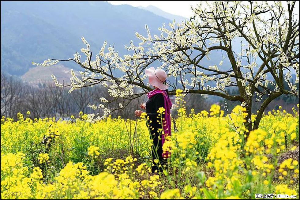 【春天，广西桂林灌阳县向您发出邀请！】长坪村油菜盛情花开 - 游山玩水 - 泰安生活社区 - 泰安28生活网 ta.28life.net