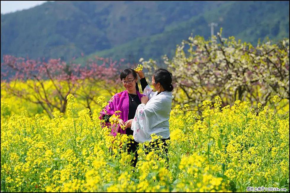 【春天，广西桂林灌阳县向您发出邀请！】长坪村油菜盛情花开 - 游山玩水 - 泰安生活社区 - 泰安28生活网 ta.28life.net