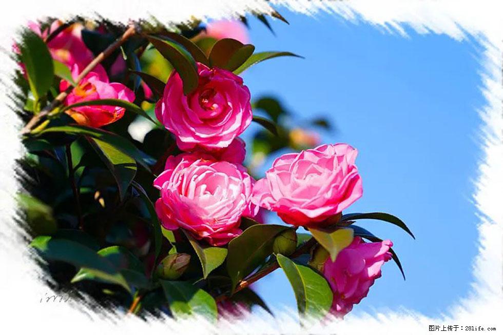 【春天，广西桂林灌阳县向您发出邀请！】杨柳井茶花惹人爱 - 游山玩水 - 泰安生活社区 - 泰安28生活网 ta.28life.net