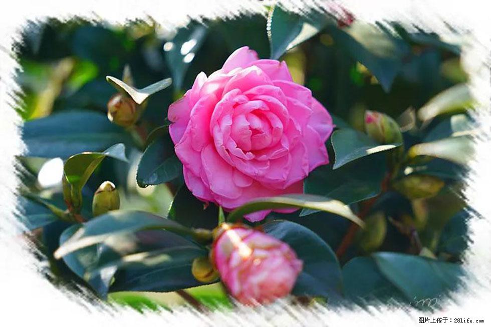 【春天，广西桂林灌阳县向您发出邀请！】杨柳井茶花惹人爱 - 游山玩水 - 泰安生活社区 - 泰安28生活网 ta.28life.net