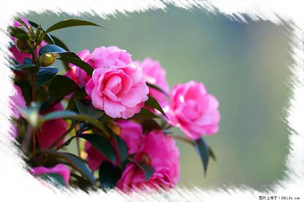 【春天，广西桂林灌阳县向您发出邀请！】杨柳井茶花惹人爱 - 游山玩水 - 泰安生活社区 - 泰安28生活网 ta.28life.net