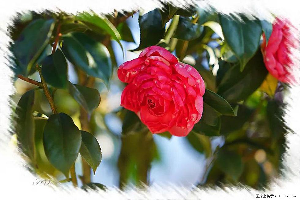 【春天，广西桂林灌阳县向您发出邀请！】杨柳井茶花惹人爱 - 游山玩水 - 泰安生活社区 - 泰安28生活网 ta.28life.net