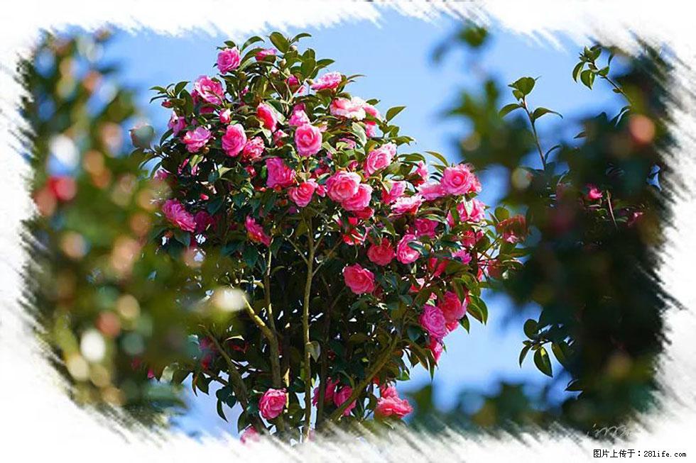 【春天，广西桂林灌阳县向您发出邀请！】杨柳井茶花惹人爱 - 游山玩水 - 泰安生活社区 - 泰安28生活网 ta.28life.net