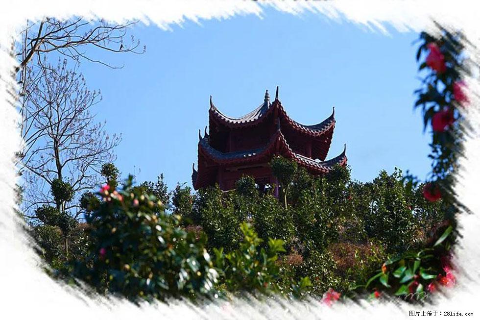 【春天，广西桂林灌阳县向您发出邀请！】杨柳井茶花惹人爱 - 游山玩水 - 泰安生活社区 - 泰安28生活网 ta.28life.net