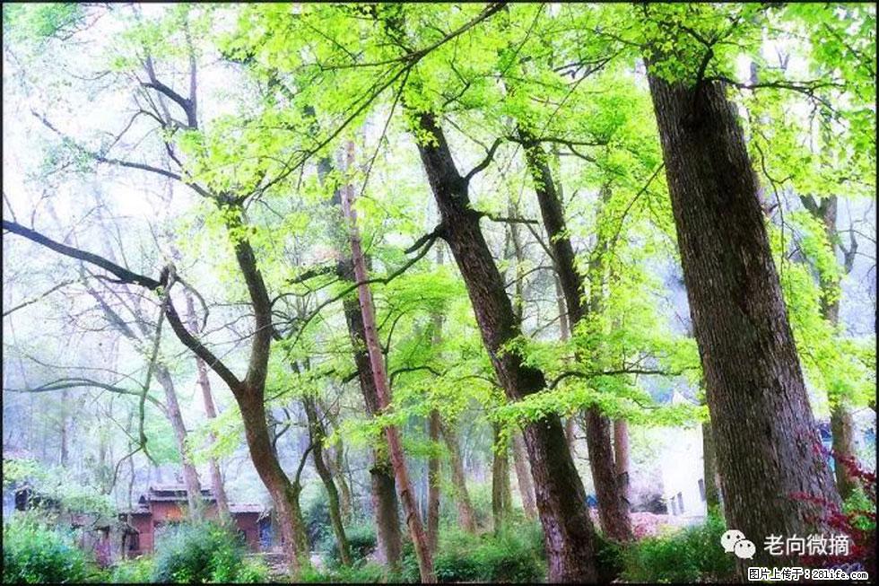 【春天，广西桂林灌阳县向您发出邀请！】在小龙村与春天约会 - 游山玩水 - 泰安生活社区 - 泰安28生活网 ta.28life.net