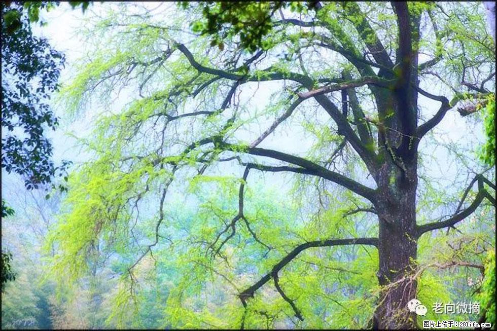 【春天，广西桂林灌阳县向您发出邀请！】在小龙村与春天约会 - 游山玩水 - 泰安生活社区 - 泰安28生活网 ta.28life.net