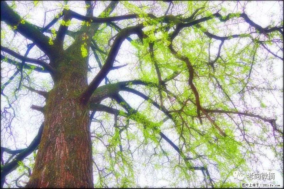 【春天，广西桂林灌阳县向您发出邀请！】在小龙村与春天约会 - 游山玩水 - 泰安生活社区 - 泰安28生活网 ta.28life.net