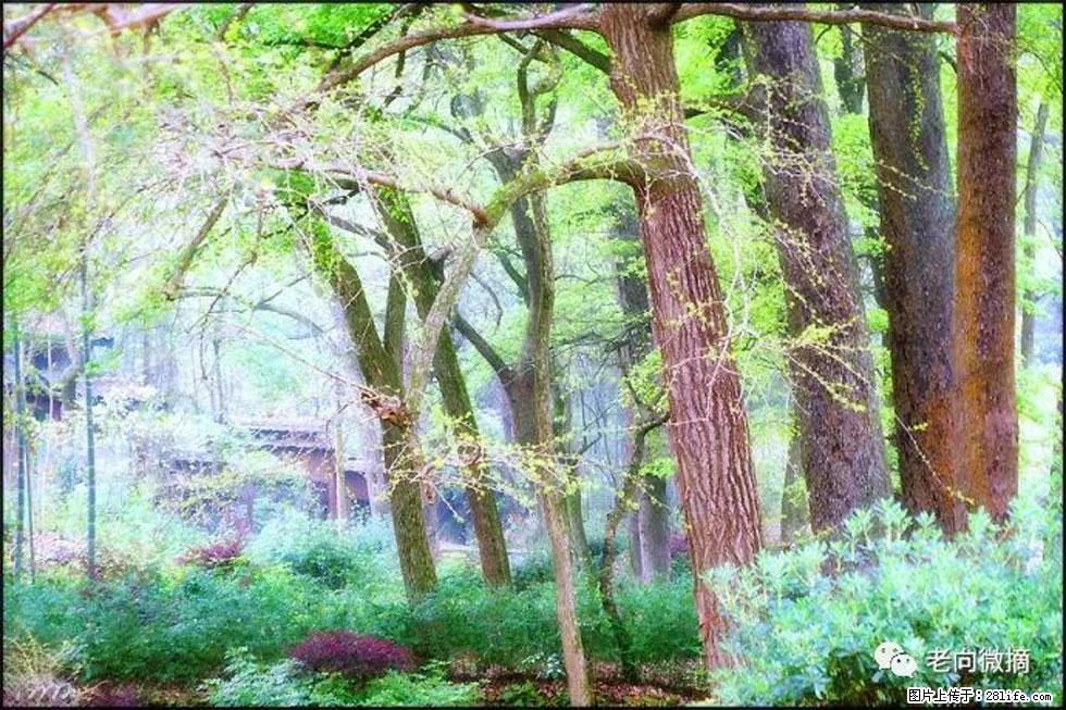【春天，广西桂林灌阳县向您发出邀请！】在小龙村与春天约会 - 游山玩水 - 泰安生活社区 - 泰安28生活网 ta.28life.net