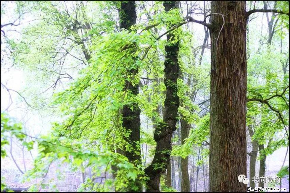 【春天，广西桂林灌阳县向您发出邀请！】在小龙村与春天约会 - 游山玩水 - 泰安生活社区 - 泰安28生活网 ta.28life.net