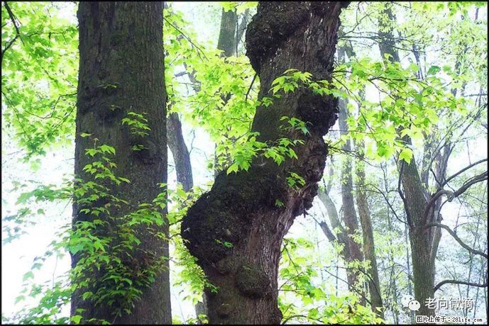 【春天，广西桂林灌阳县向您发出邀请！】在小龙村与春天约会 - 游山玩水 - 泰安生活社区 - 泰安28生活网 ta.28life.net