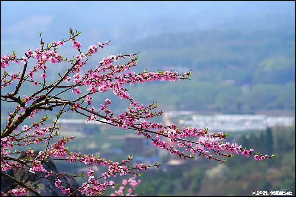 【春天，广西桂林灌阳县向您发出邀请！】望月岭上桃花开 - 游山玩水 - 泰安生活社区 - 泰安28生活网 ta.28life.net