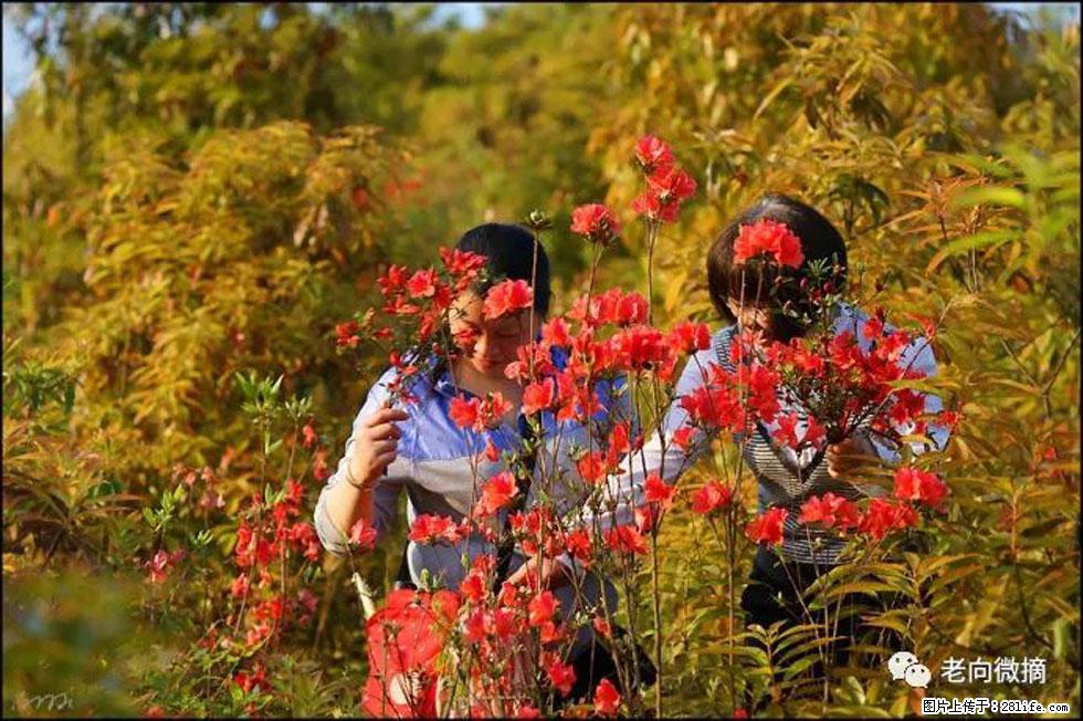 【春天，广西桂林灌阳县向您发出邀请！】登麒麟山，相约映山红 - 游山玩水 - 泰安生活社区 - 泰安28生活网 ta.28life.net