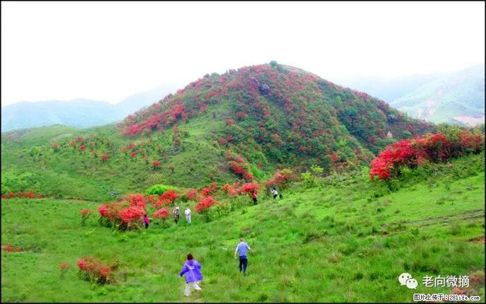 【春天，广西桂林灌阳县向您发出邀请！】宝盖山上映山红 - 游山玩水 - 泰安生活社区 - 泰安28生活网 ta.28life.net