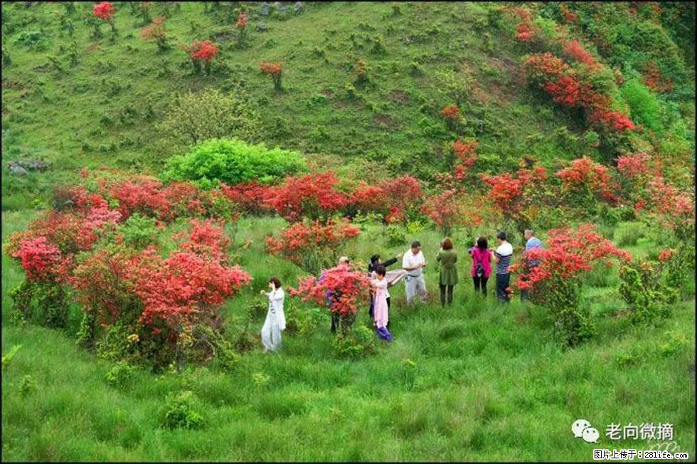 【春天，广西桂林灌阳县向您发出邀请！】宝盖山上映山红 - 游山玩水 - 泰安生活社区 - 泰安28生活网 ta.28life.net