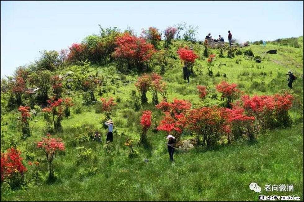 【春天，广西桂林灌阳县向您发出邀请！】宝盖山上映山红 - 游山玩水 - 泰安生活社区 - 泰安28生活网 ta.28life.net