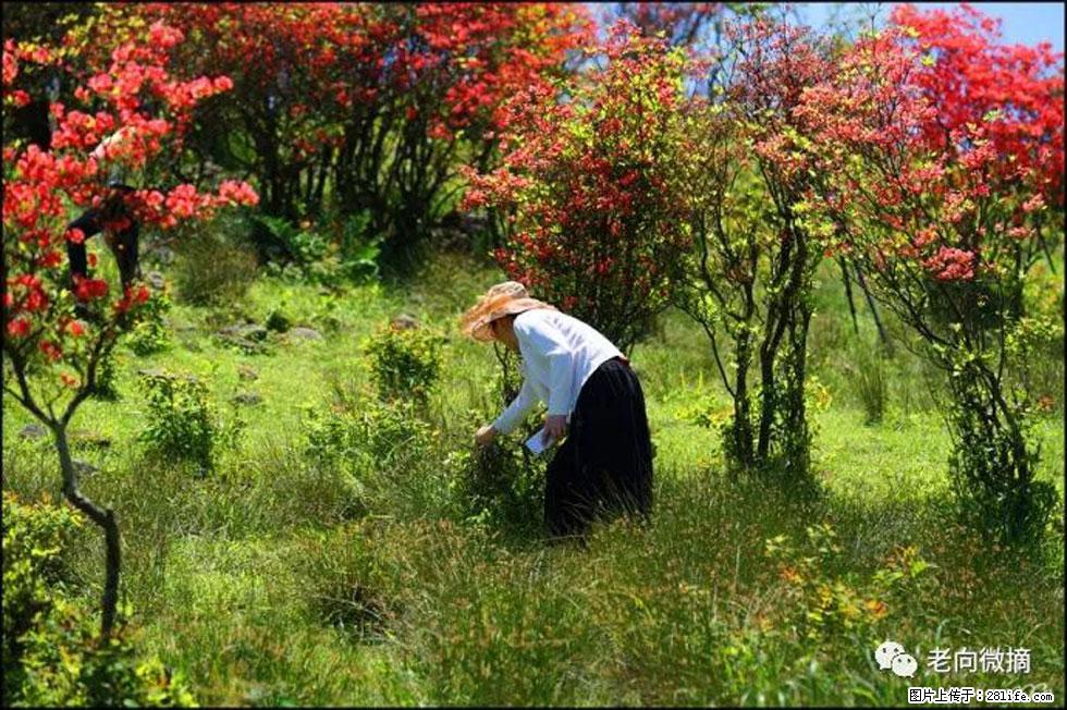 【春天，广西桂林灌阳县向您发出邀请！】宝盖山上映山红 - 游山玩水 - 泰安生活社区 - 泰安28生活网 ta.28life.net