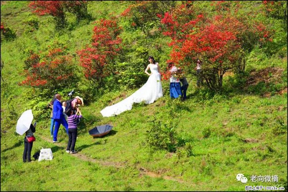 【春天，广西桂林灌阳县向您发出邀请！】宝盖山上映山红 - 游山玩水 - 泰安生活社区 - 泰安28生活网 ta.28life.net