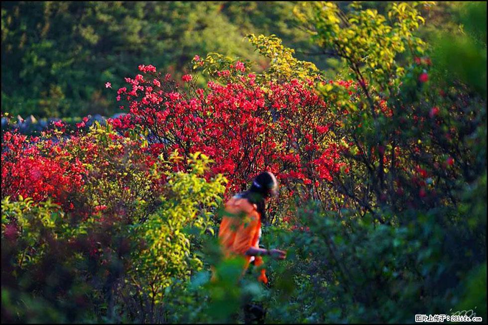 【春天，广西桂林灌阳县向您发出邀请！】春木界上映山红 - 游山玩水 - 泰安生活社区 - 泰安28生活网 ta.28life.net