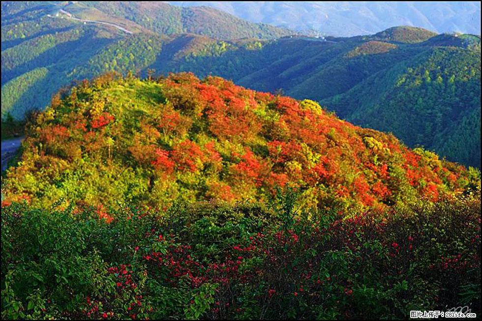 【春天，广西桂林灌阳县向您发出邀请！】春木界上映山红 - 游山玩水 - 泰安生活社区 - 泰安28生活网 ta.28life.net