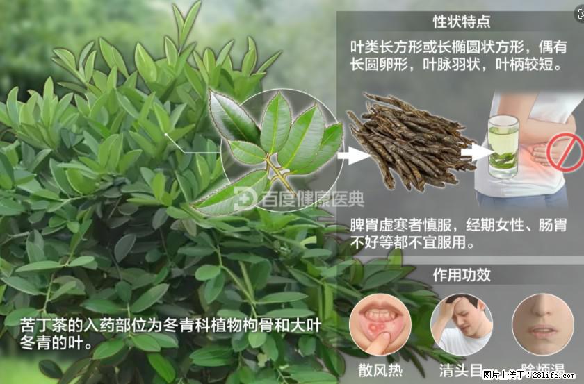 苦丁茶有哪些功效和作用 - 生活百科 - 泰安生活社区 - 泰安28生活网 ta.28life.net