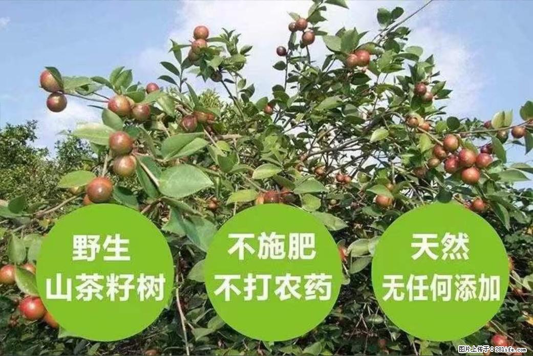 【灌阳县油茶产业示范区】一个有着充实的精神生活的人，对待身外之物自会有一种淡泊的态度 - 美食天地 - 泰安生活社区 - 泰安28生活网 ta.28life.net