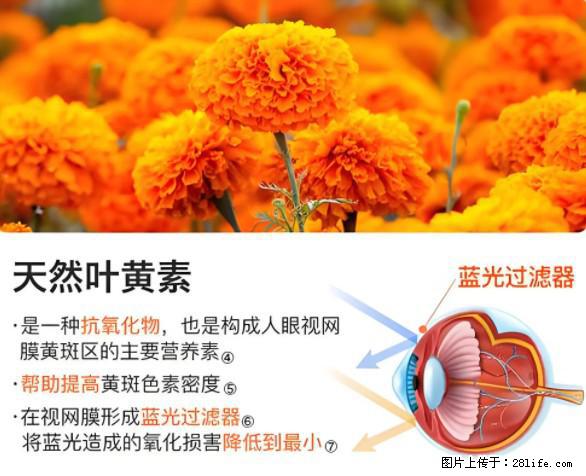 叶黄素有什么功效和作用 - 生活百科 - 泰安生活社区 - 泰安28生活网 ta.28life.net