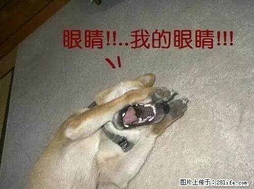 笑癫了！一女的怀孕三年未生，他终于忍不住了... - 娱乐八卦 - 泰安生活社区 - 泰安28生活网 ta.28life.net