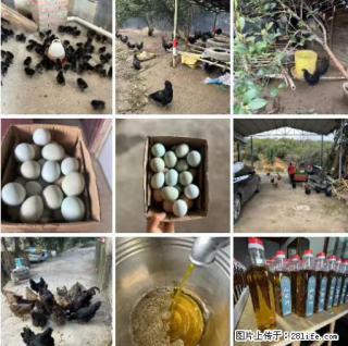 油茶园从小鸡仔开始养起的纯土鸡、土鸡蛋可以预定啦！还有前几天刚榨的纯山茶油哦 - 泰安28生活网 ta.28life.net