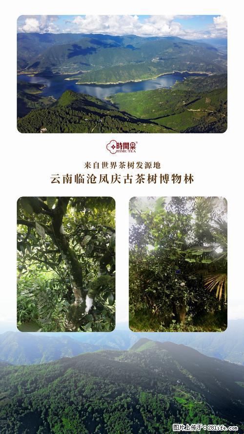 时间果百年古树2025年春红茶 - 购物交流 - 泰安生活社区 - 泰安28生活网 ta.28life.net