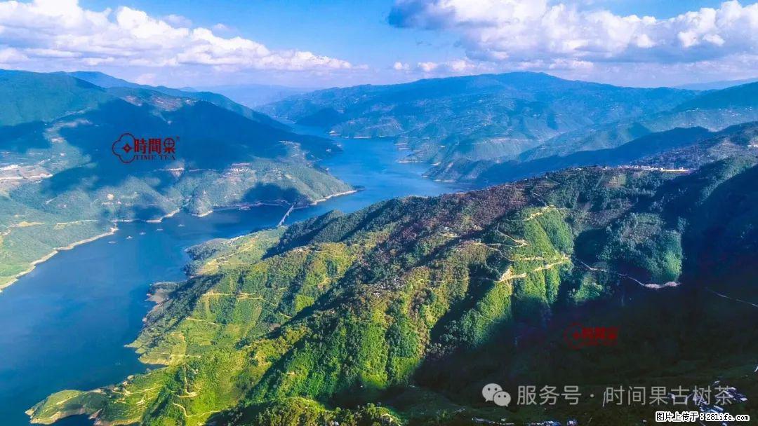 时间果百年古树龙珠普洱生茶 - 购物交流 - 泰安生活社区 - 泰安28生活网 ta.28life.net