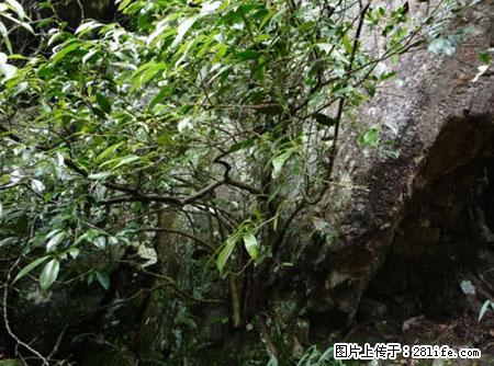 平乐石崖茶，珍贵仅次于金花茶 - 泰安生活资讯 - 泰安28生活网 ta.28life.net