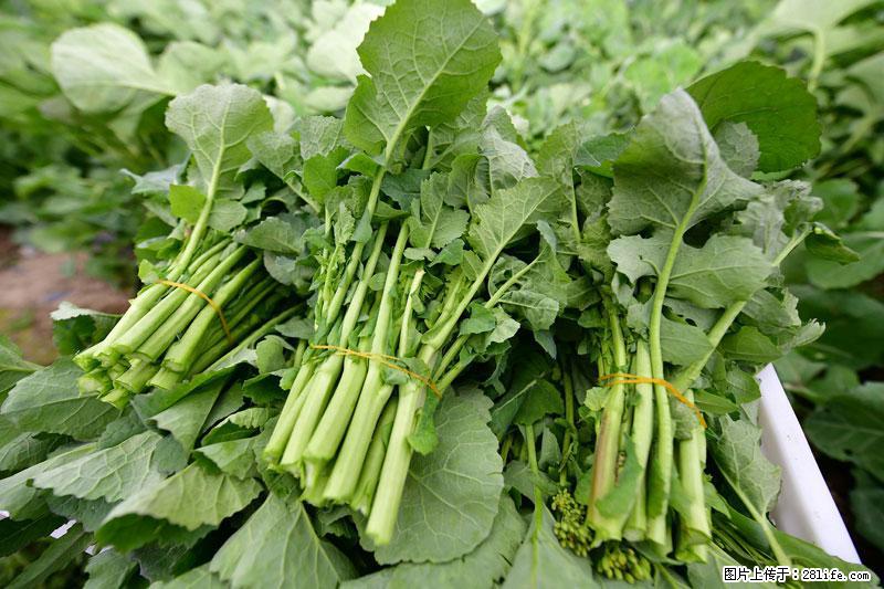 这些蔬菜是“天然钙片”，这6种被医生重点推荐 - 泰安生活资讯 - 泰安28生活网 ta.28life.net